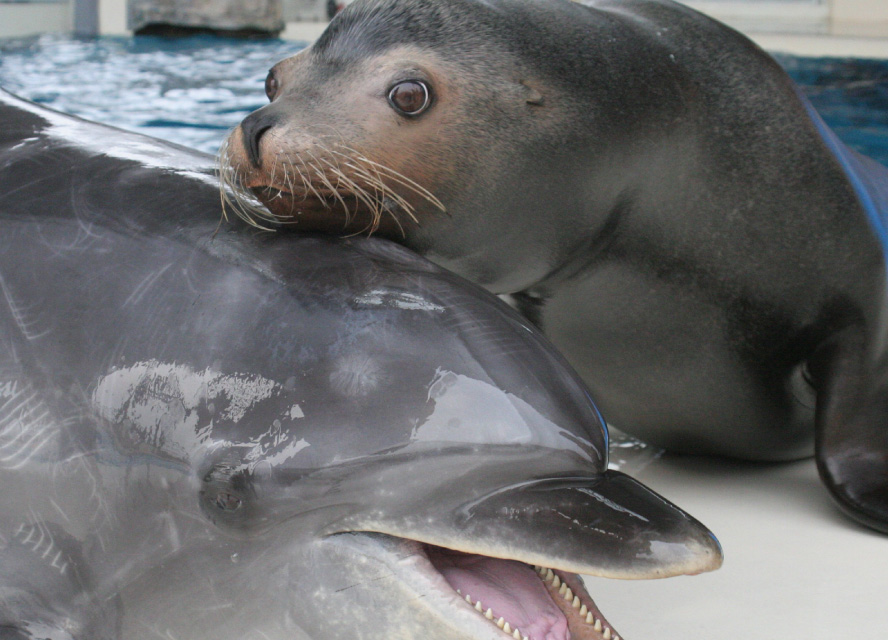 市立しものせき水族館「海響館」